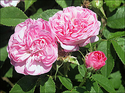 Rosa-Damascena